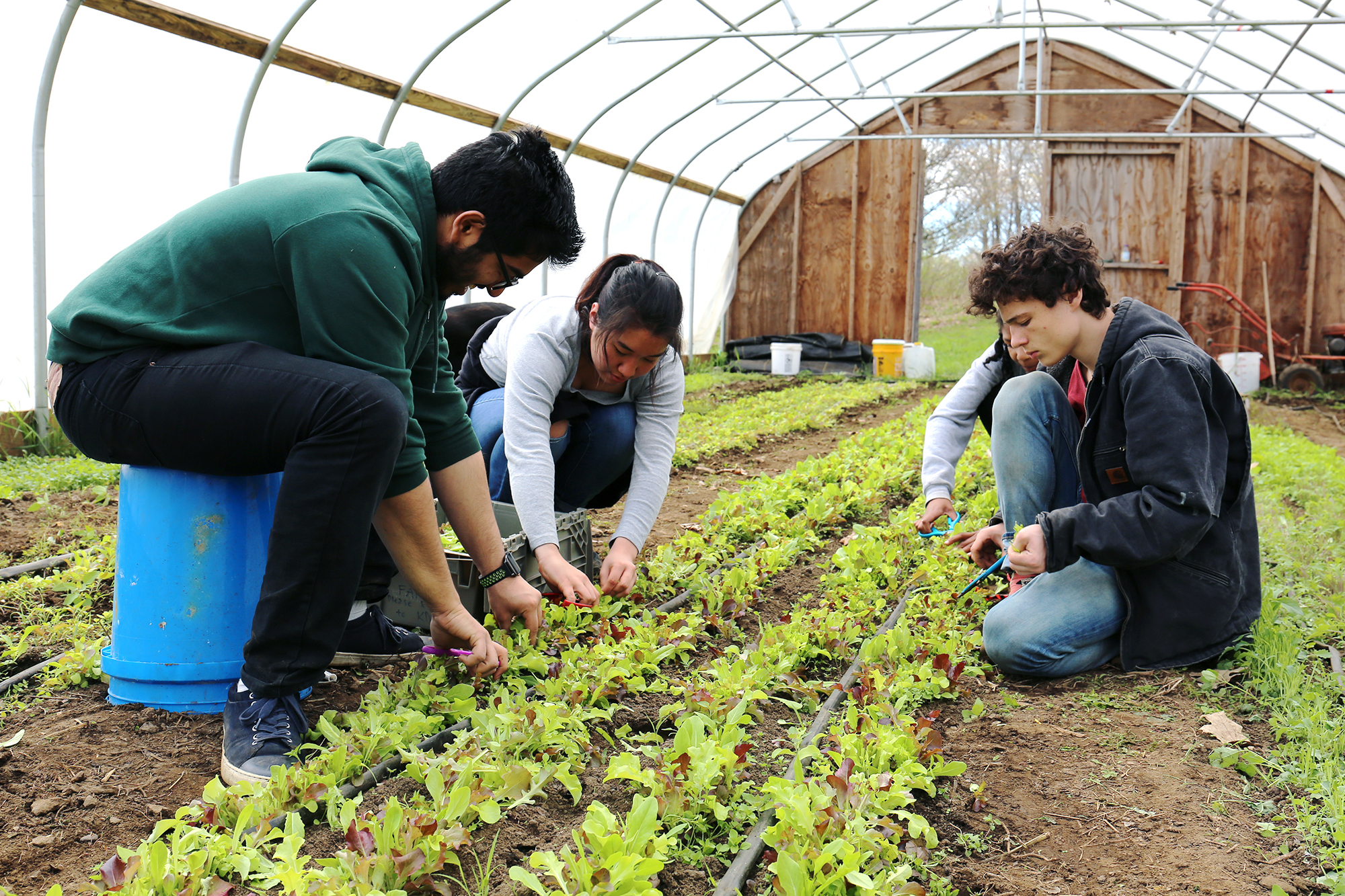 garden-greenhouse-inside