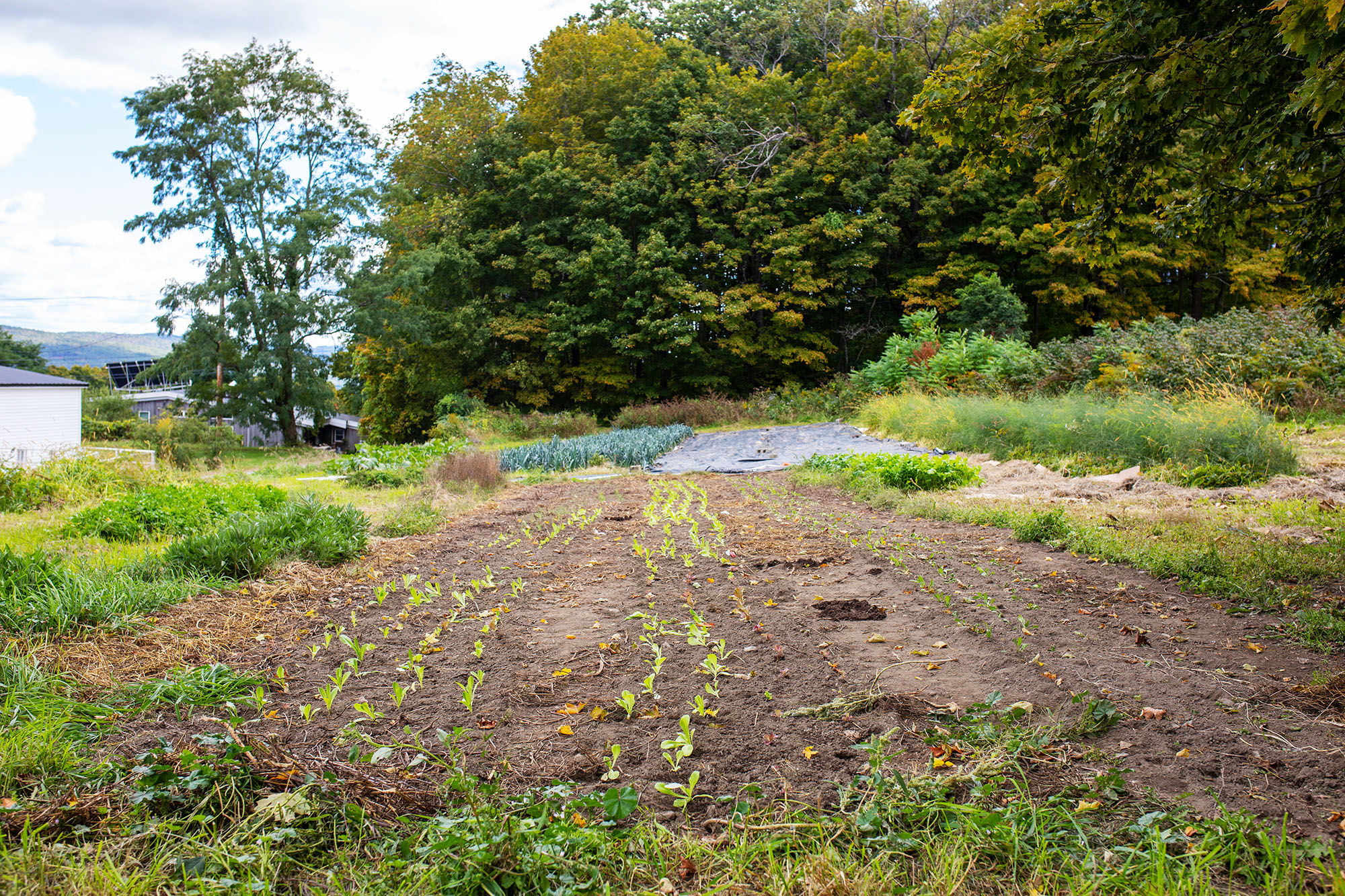 garden-progress