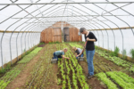 inside-greenhouse