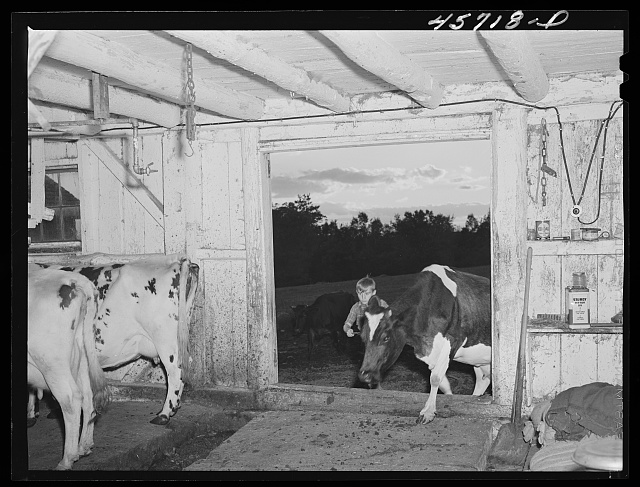 cows-1