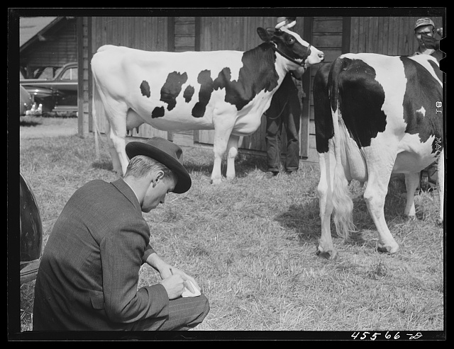 cows-2