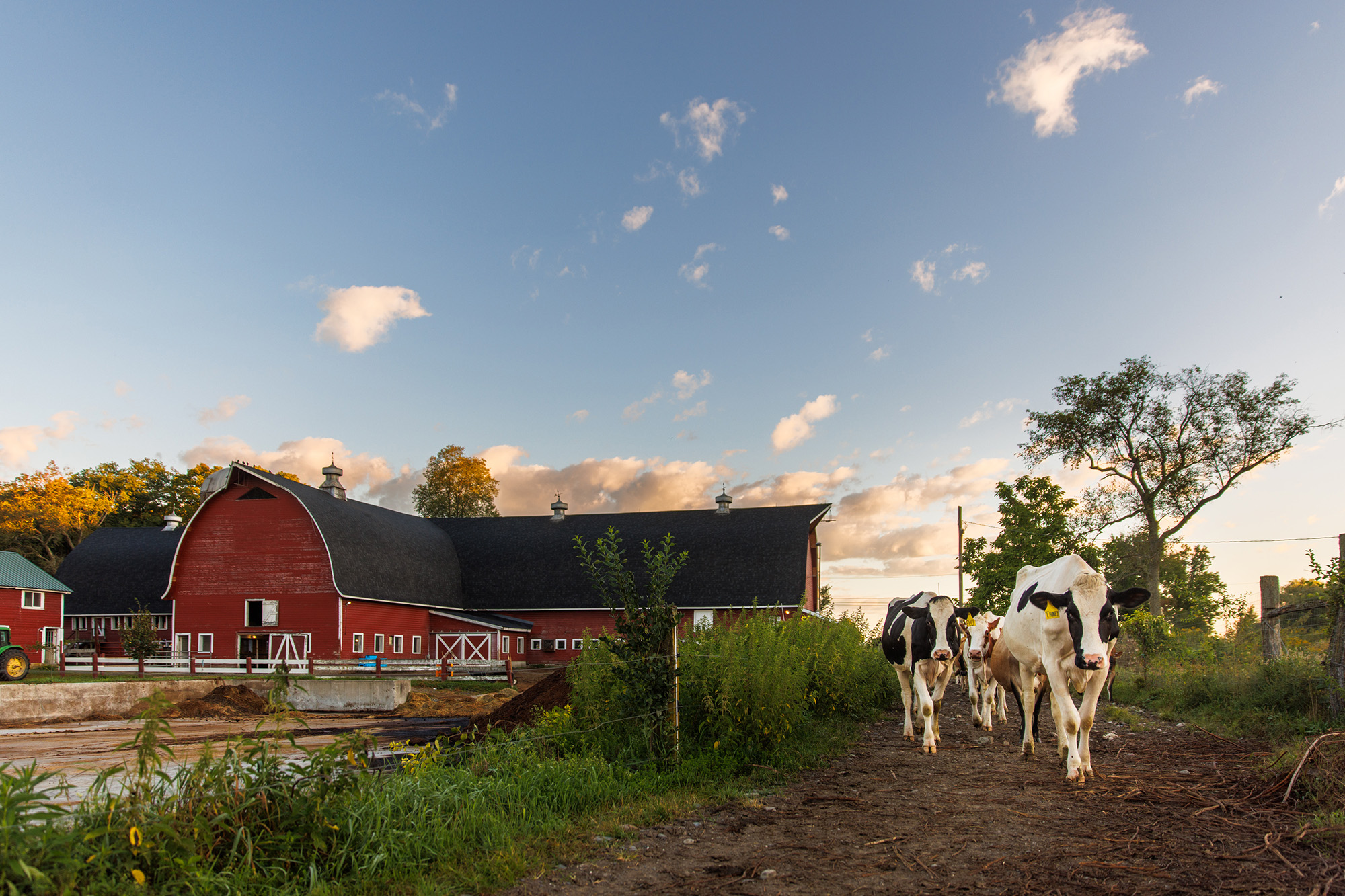 Elm Lea Farm Agriculture for Boarding and Day Students The Putney